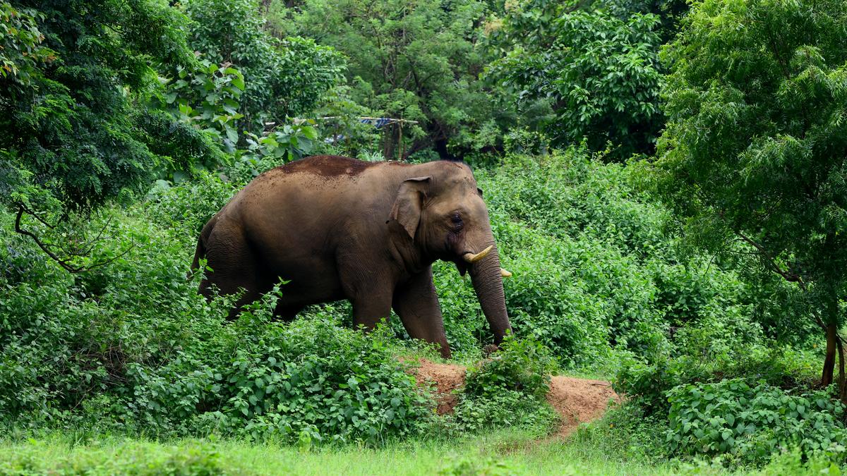 17-year-old narrowly escapes wild elephant attack in Aralam rehabilitation area in Kerala