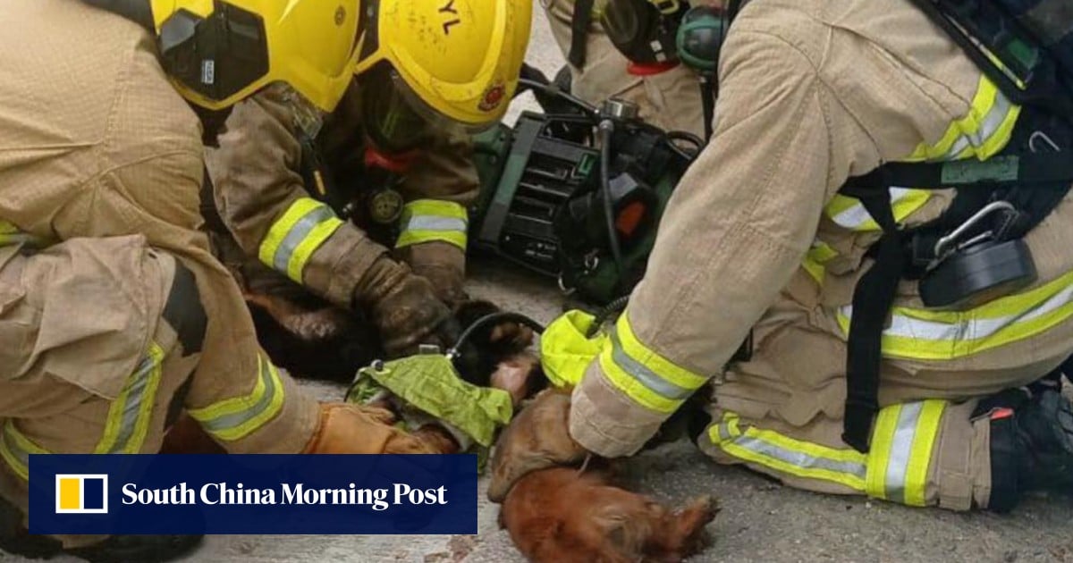 20 dogs, 4 cats killed in Hong Kong fire caused by air conditioner malfunction