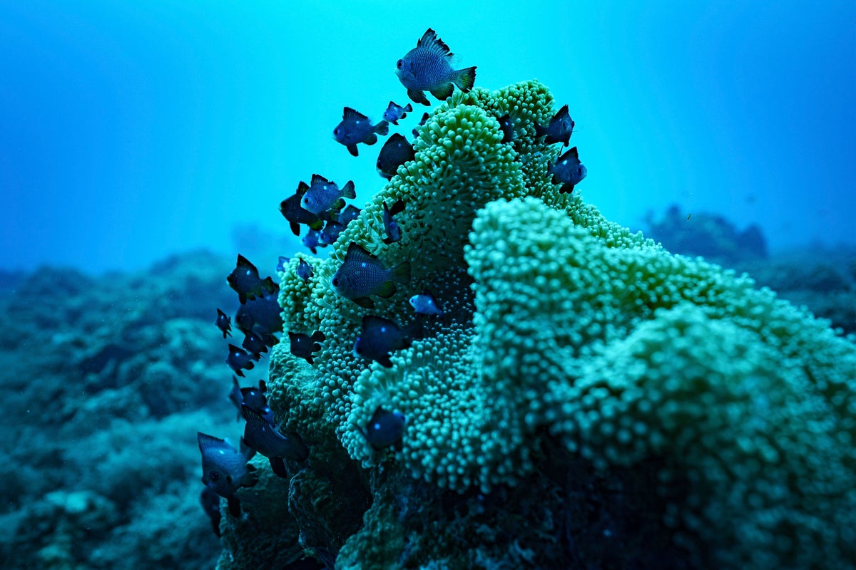 A primer on what the high seas treaty is and how it will work