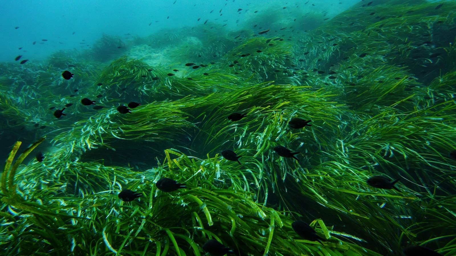 A primer on what the high seas treaty is and how it will work