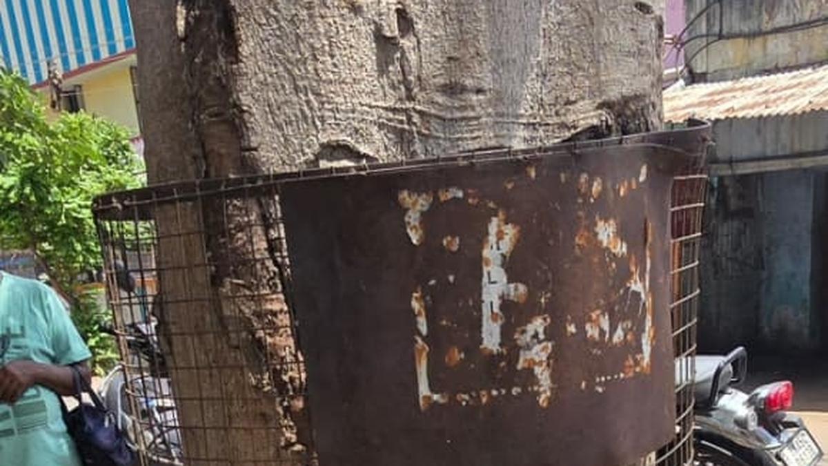 Activists say restrictive metal mesh cages pose danger to roadside trees in Tiruchi, Kumbakonam