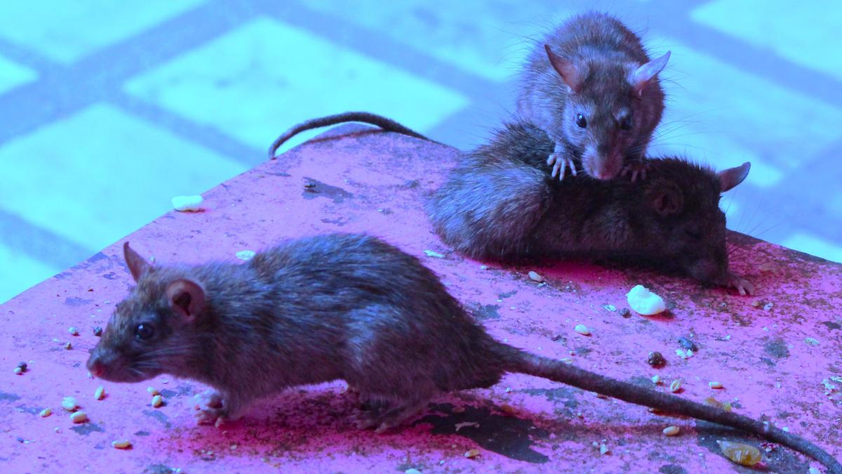 After Indore, patients allege rat bites at Jabalpur medical college; probe launched