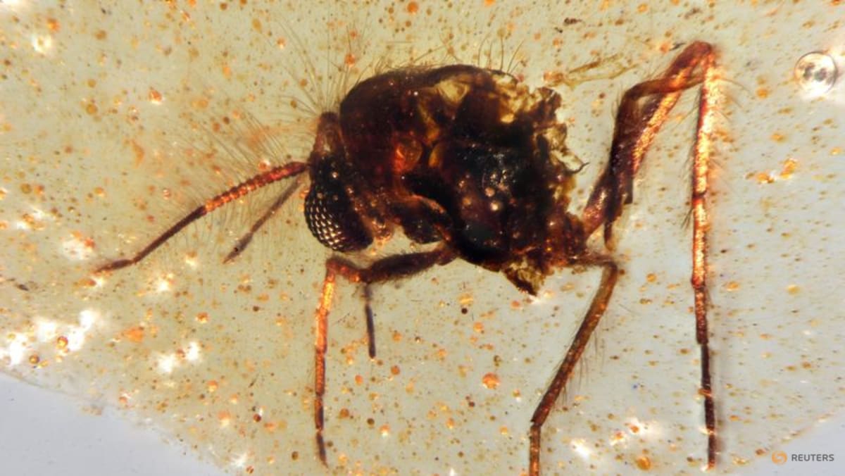 Amber from Ecuador reveals insects from the age of dinosaurs