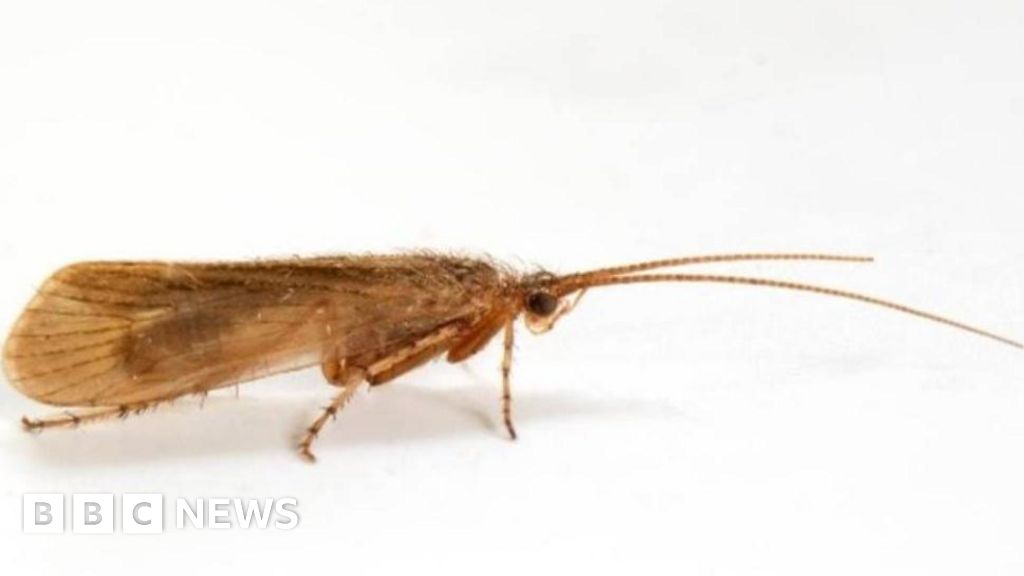 Anglesey: Insect 'extinct since 2016' found in Wales