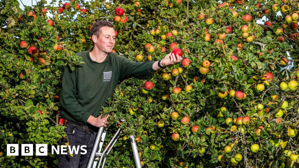 Apple throwing contest returns to Newby Hall in Yorkshire