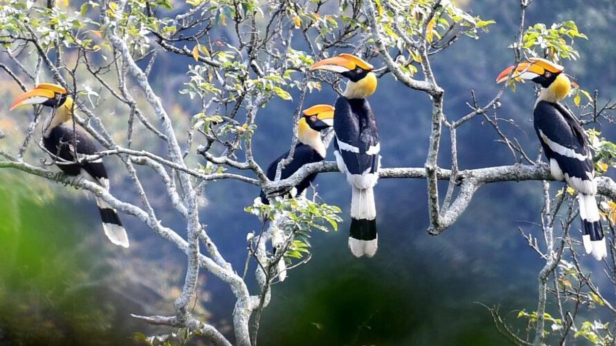 Attakatti chosen for Tamil Nadu's hornbill conservation centre