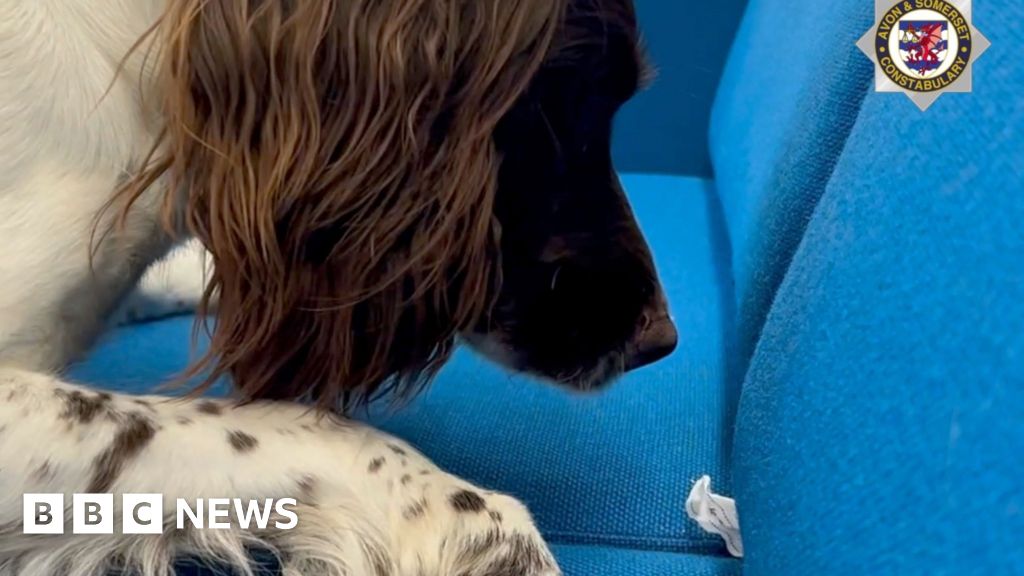 Avon and Somerset police dog 'earns steak' after finding drugs haul