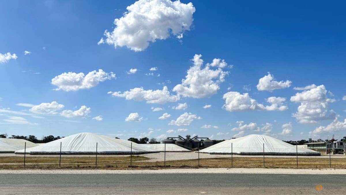 Beetle that threatens Australia's grains industry found in imported nappies