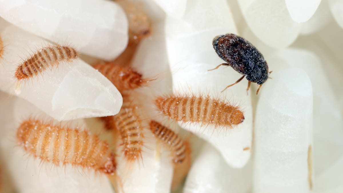 Beetle that threatens Australia's grains industry found in imported nappies