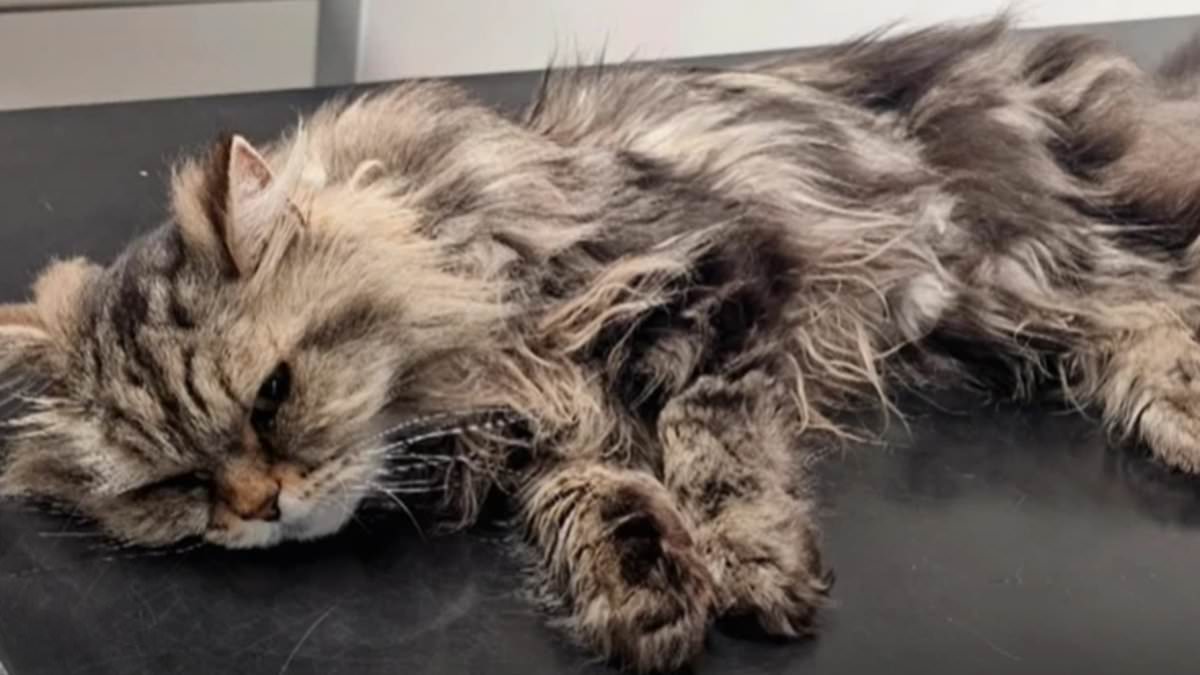 Cat owners warned after counterfeit flea treatment nearly kills tabby