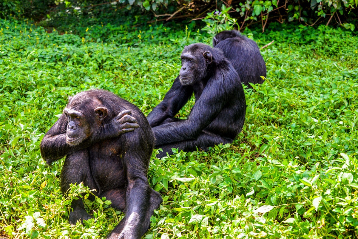 Chimps consume a pint of lager's worth of alcohol every day in fruit, scientists find
