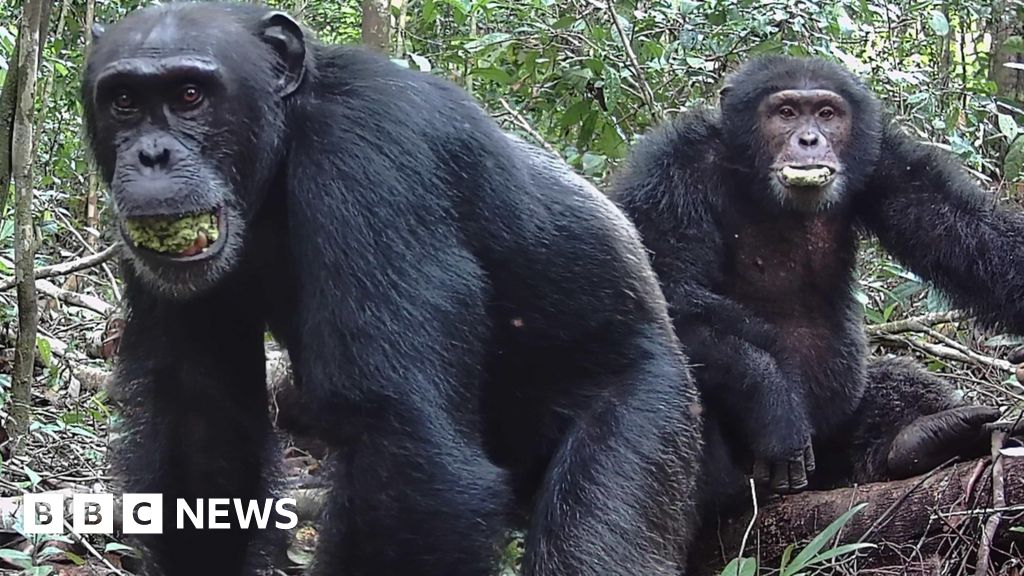Chimps 'lager a day' in ripe fruit fuels drunken monkey theory