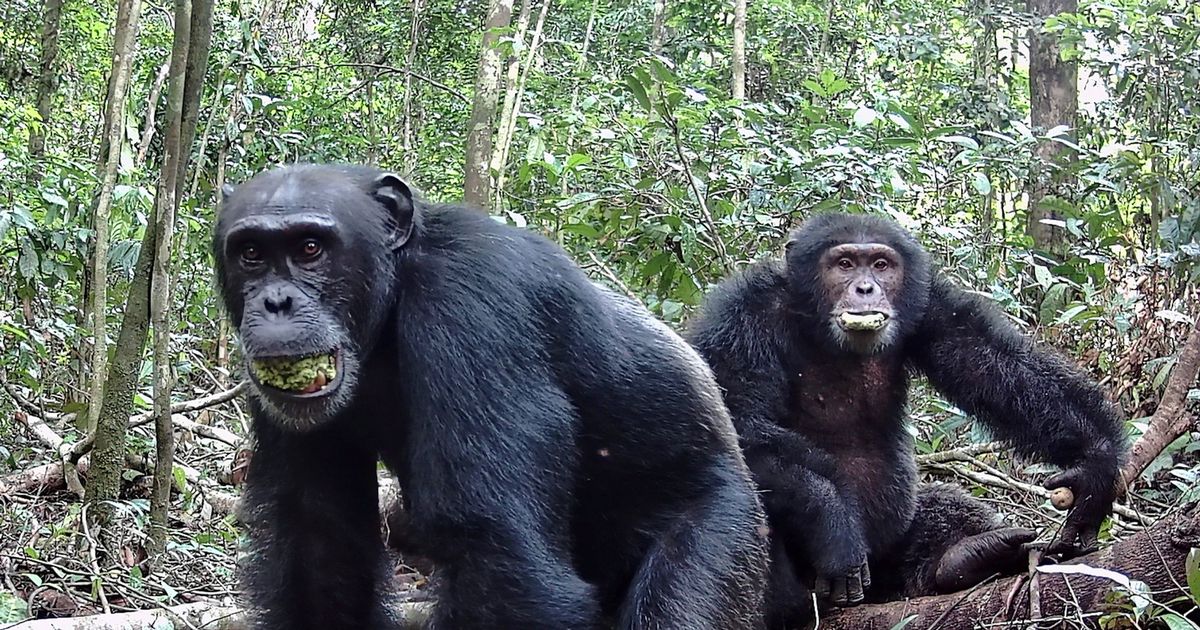 Chimps love getting drunk and down equivalent of two glasses of wine every day - Daily Star