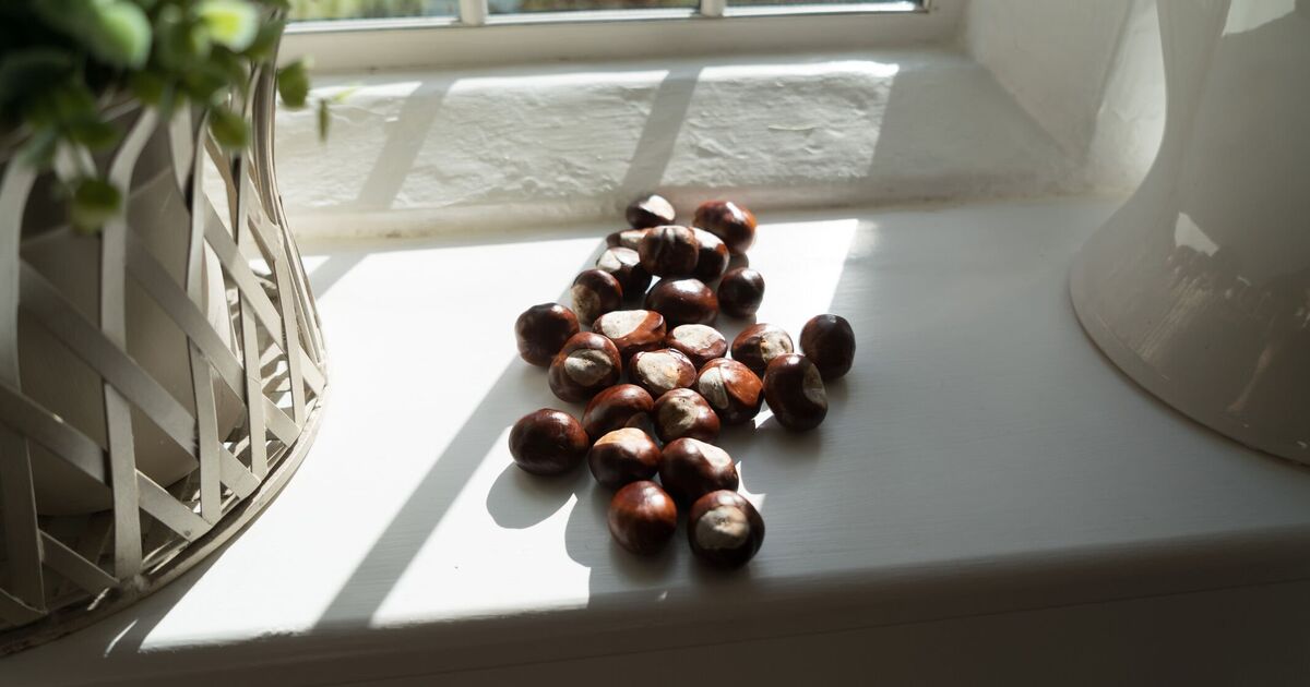 Conkers can actually keep spiders at bay - but you need to do this task