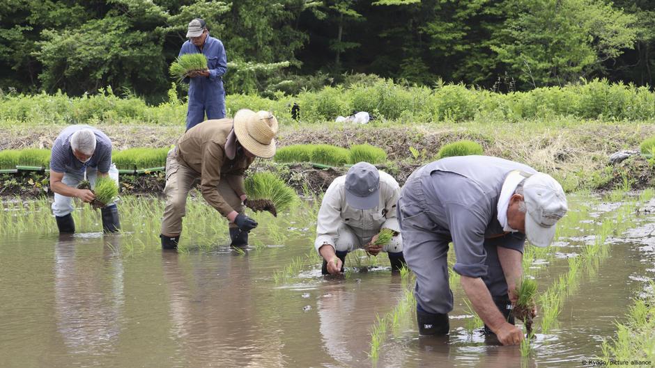 Could Japanese rice turn from staple to luxury?