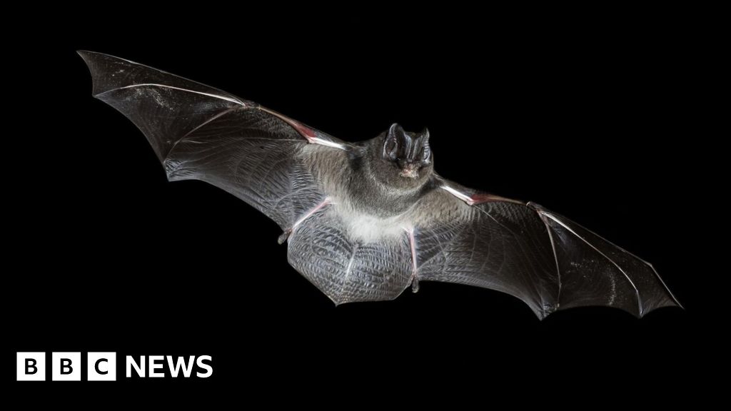 Council may have to pay £4.3m for North Hykeham bat bridge