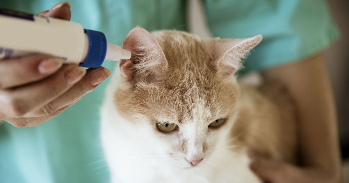 Counterfeit flea medicine almost killed my cat - how to keep your pets safe