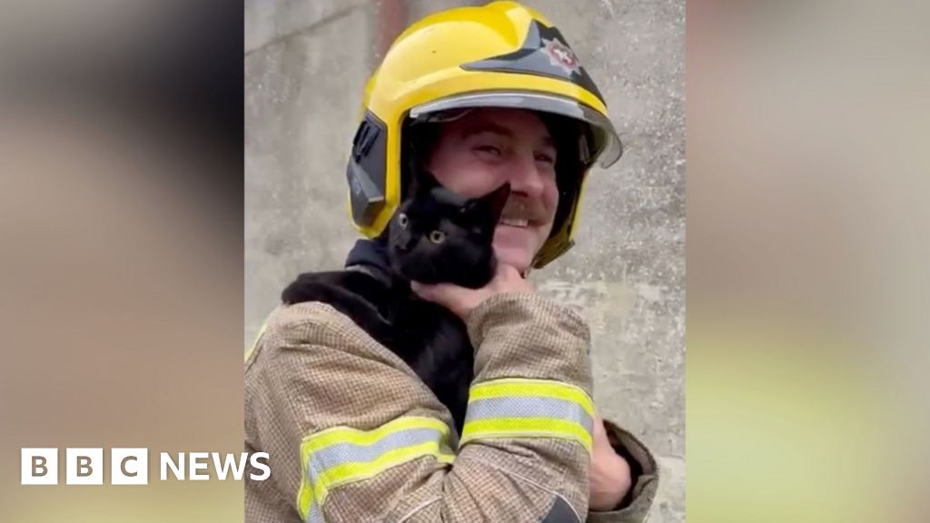 Daredevil cat cheats death in leap from building in Bournemouth.