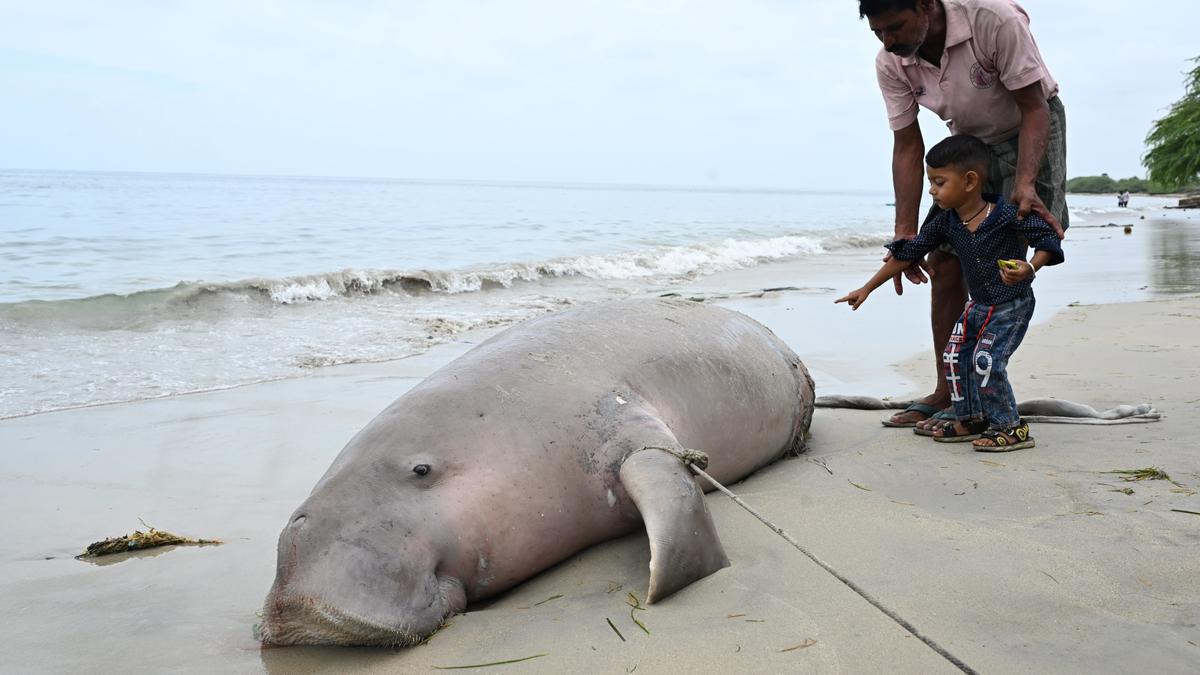 Dead female dugong found on Sethukkarai beach