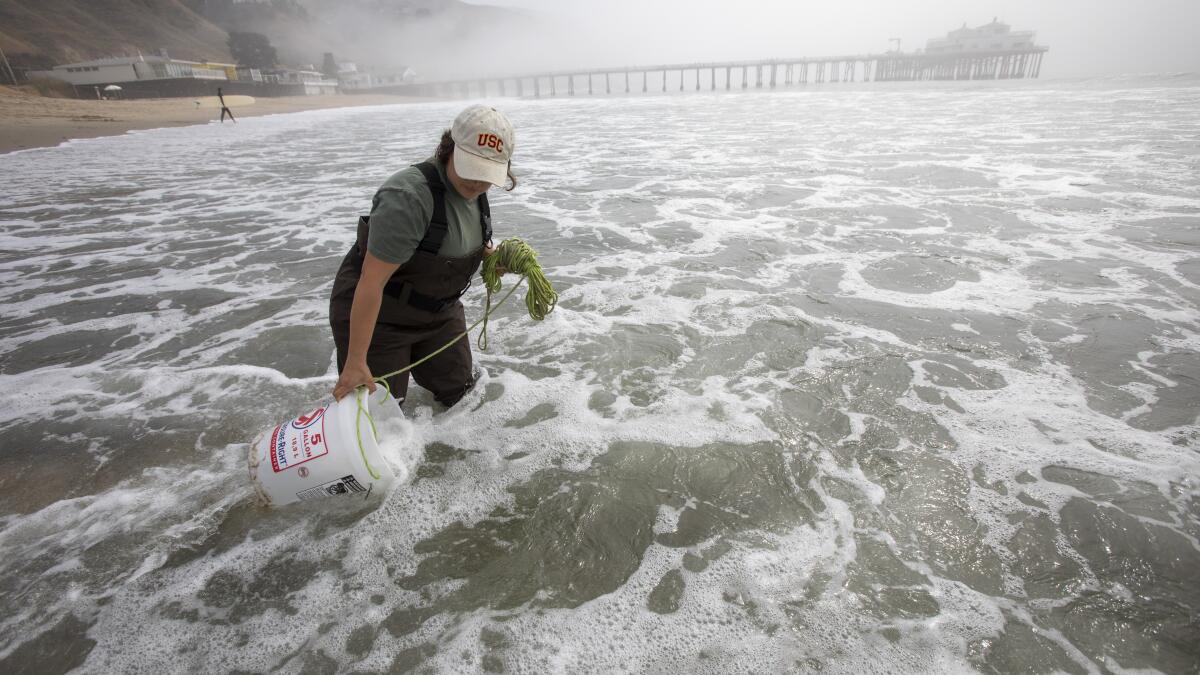 Did L.A. wildfire debris worsen this year's toxic algal bloom? Researchers say it's unlikely