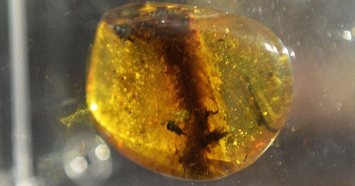 'Beautiful' fully feathered dinosaur tail found preserved just like Jurassic ...