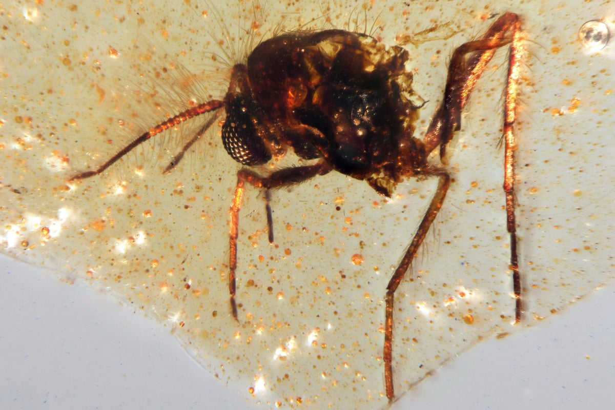 Discovery of insects trapped in amber sheds light on ancient Amazon rainforest