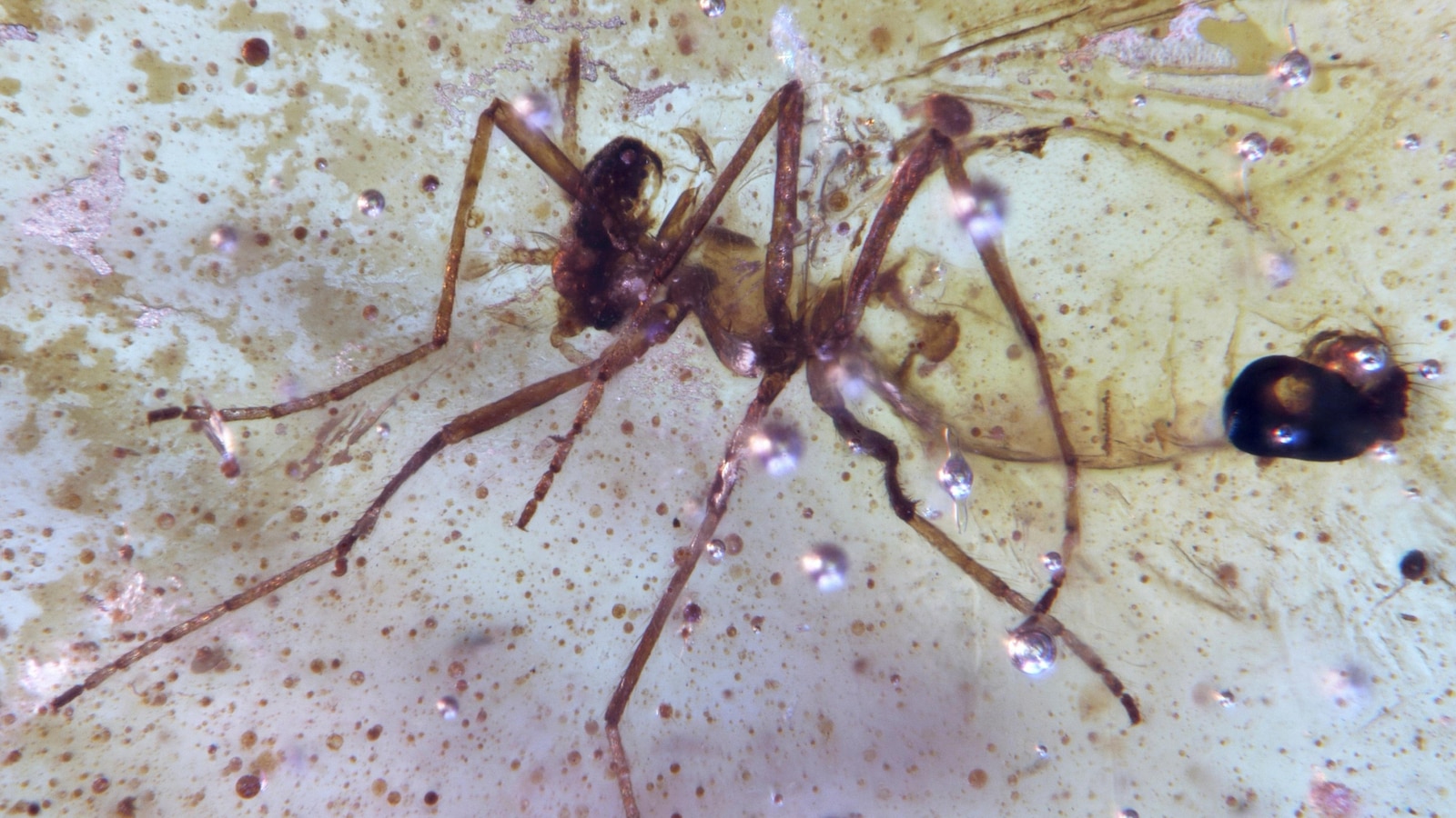 Discovery of insects trapped in amber sheds light on ancient Amazon rainforest