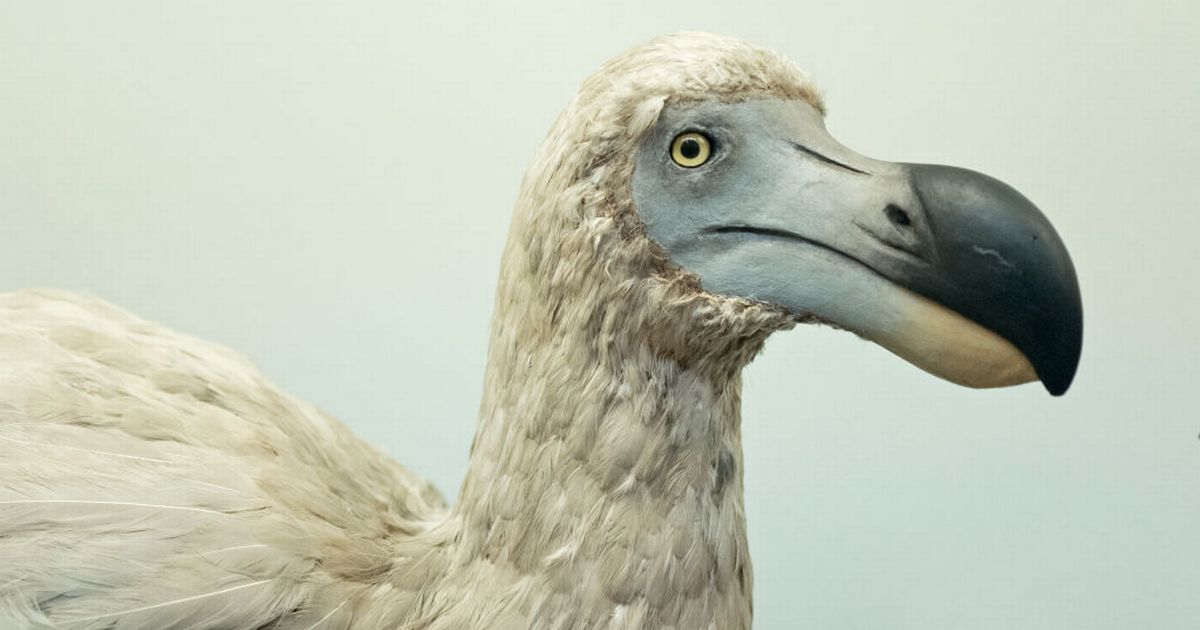 Dodo breakthrough as scientists use pigeon DNA to bring extinct bird back from dead - Daily Star