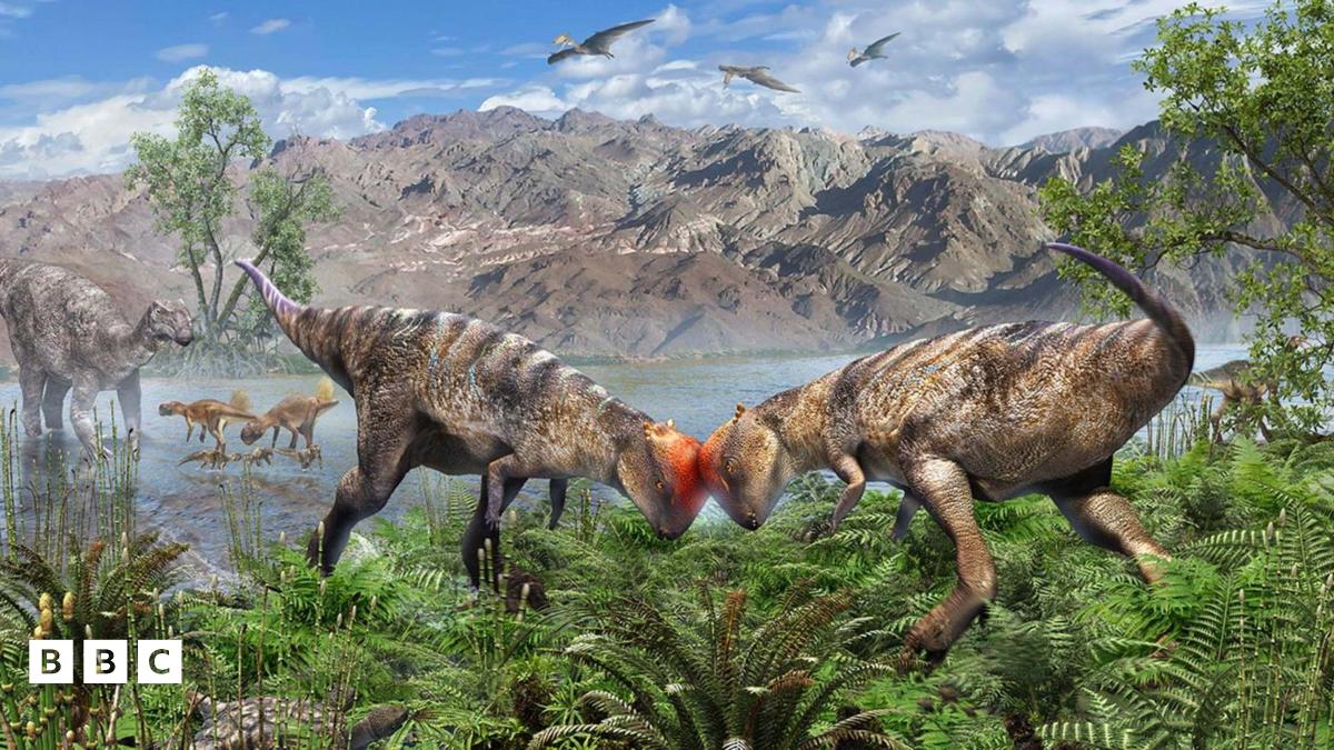 Dome-headed dinosaur fossil found in Mongolia's Gobi desert