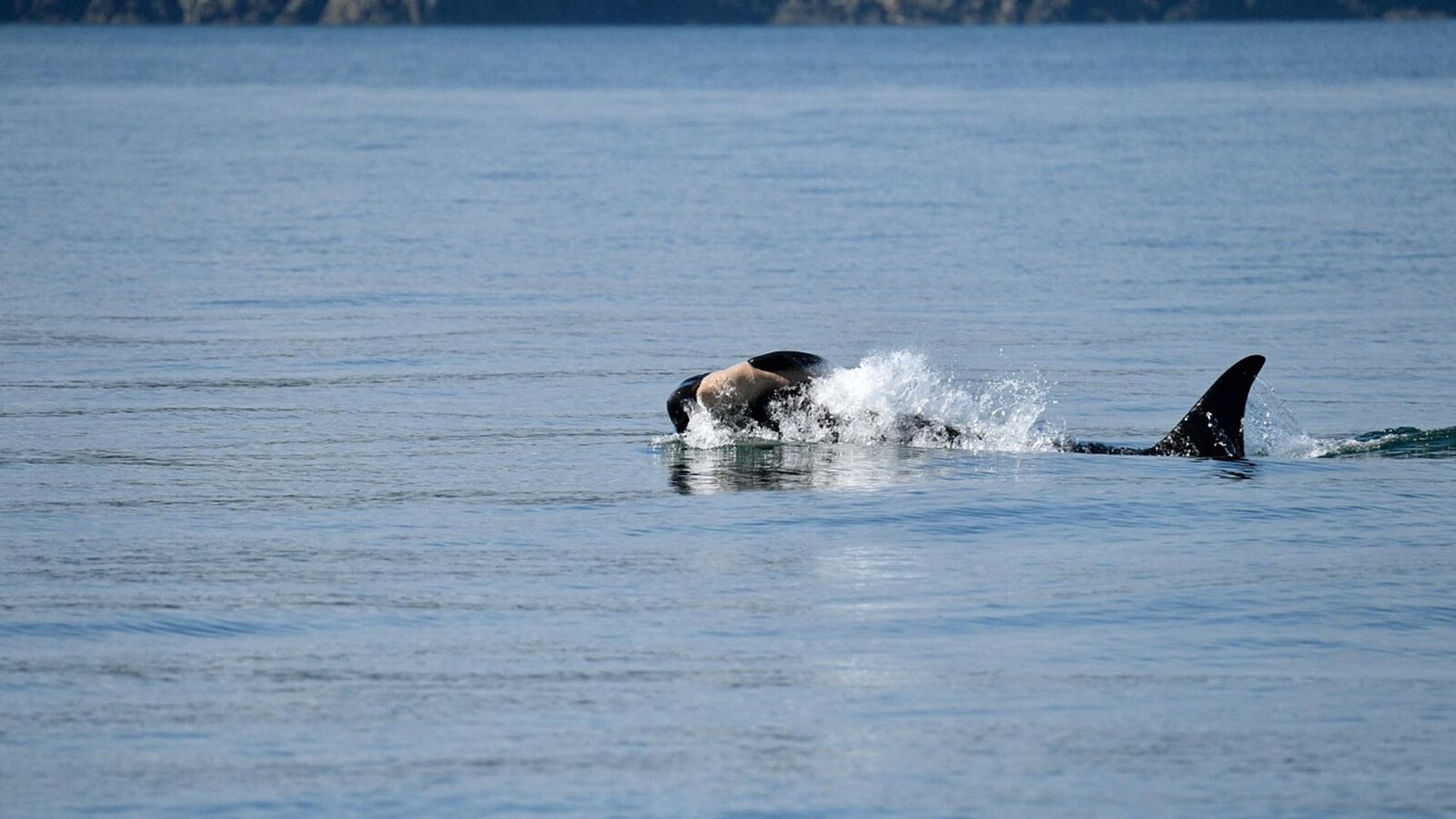 Endangered orca in Washington state seen carrying a dead calf