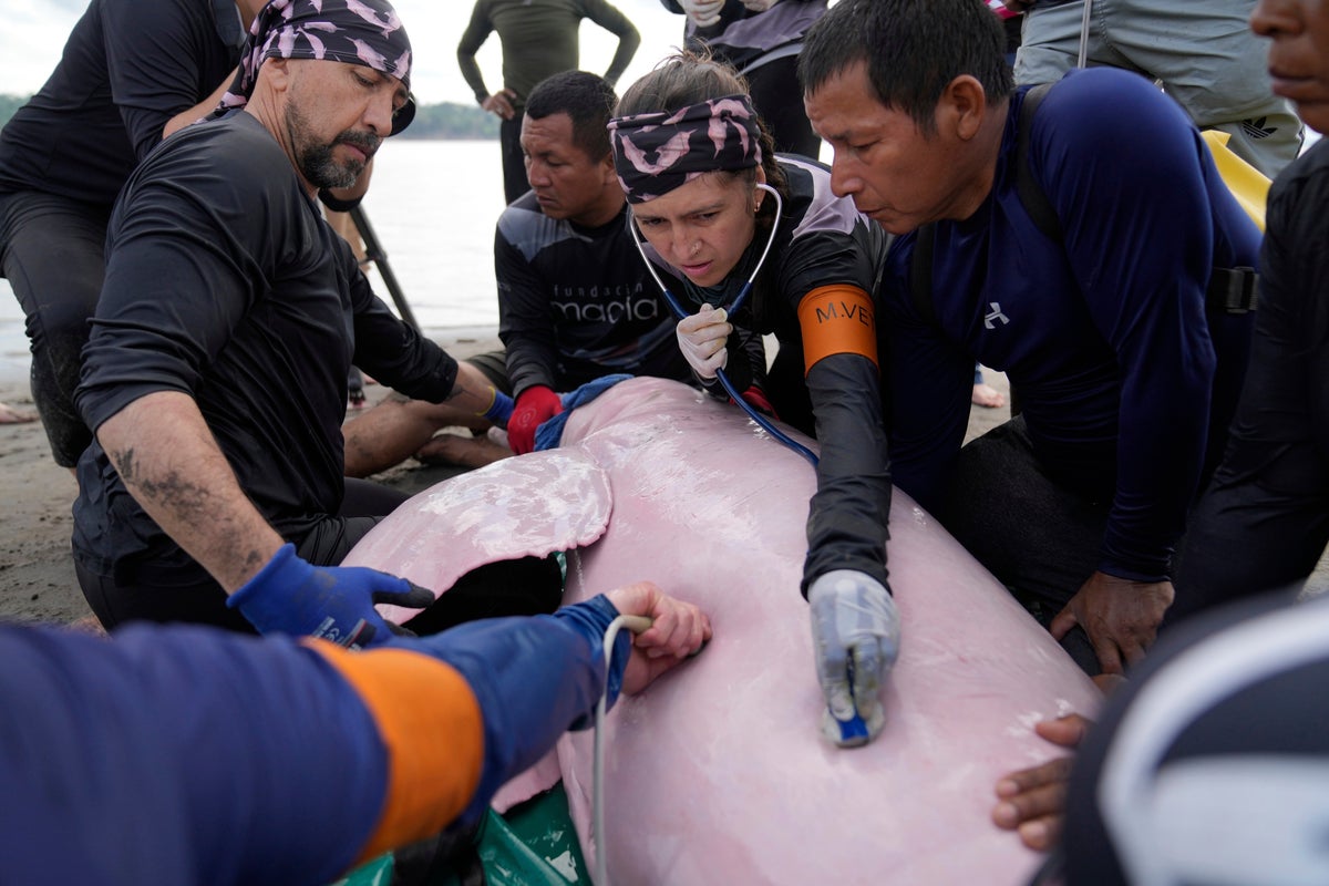 Endangered pink river dolphins face a rising mercury threat in the Amazon