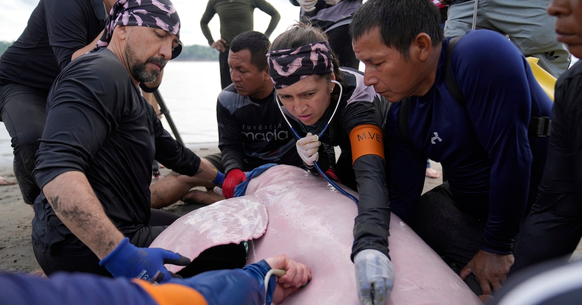 Endangered pink river dolphins face a rising mercury threat in the Amazon