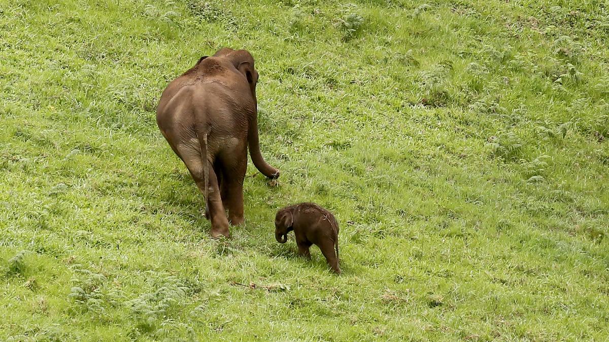 Environmental forum terms Kerala's Wildlife Protection (Amendment) Bill, 2025 unscientific