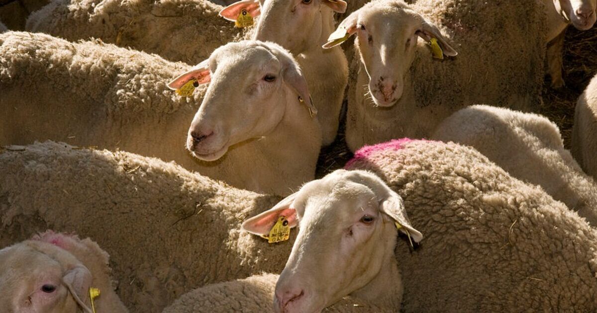 EU country set to ban movement of sheep and goats