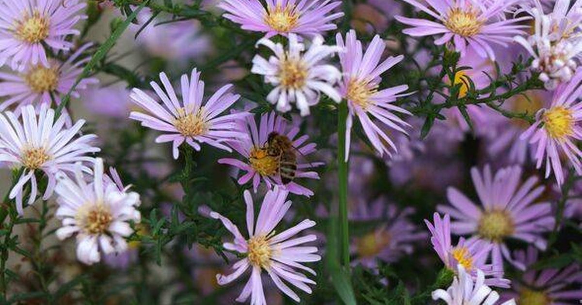 Expert names golden rules to protect your garden and keep flowers thriving in autumn - The Mirror