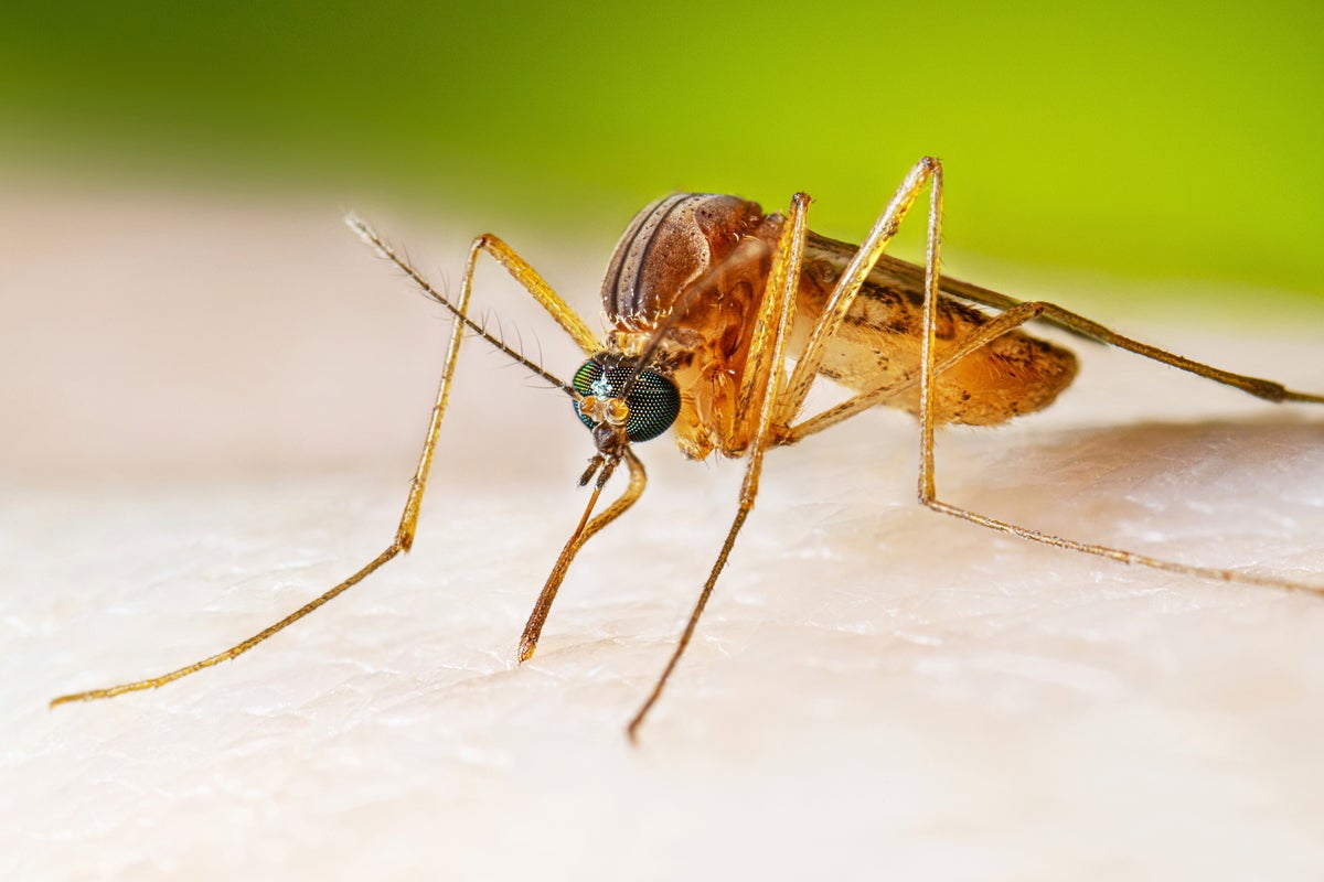 Experts make new mosquito discovery which could eliminate malaria
