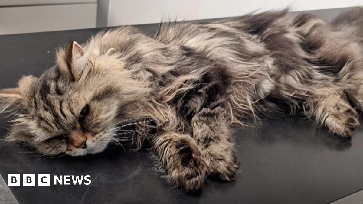 Fake medicine almost killed my cat - here's how to spot counterfeits