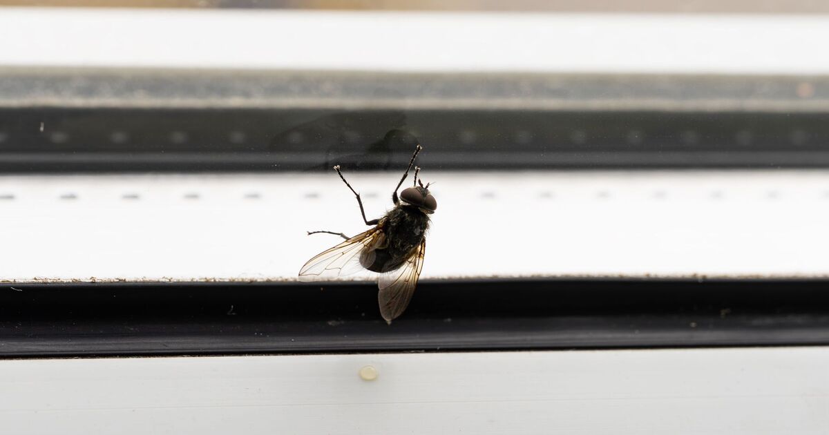 Flies are banished from home when you burn common 50p herb
