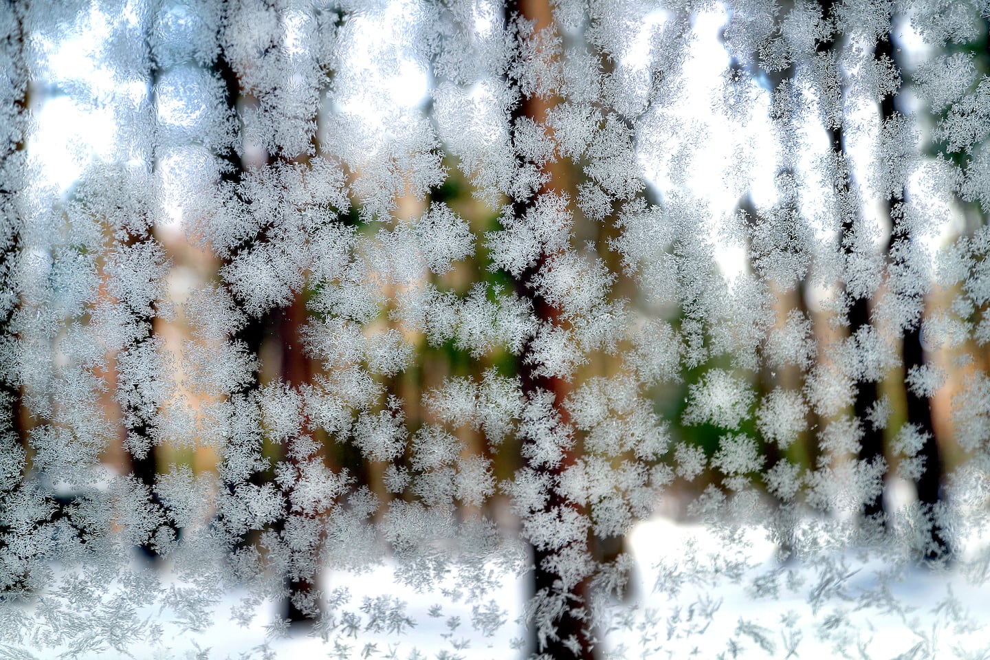 Freeze warnings and frost advisories issued for Northern New England as overnight lows plummet - The Boston Globe