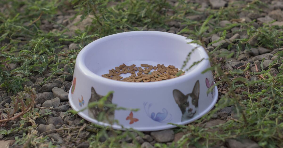 Gardeners urged to put bowls of wet cat food in shady spots this autumn