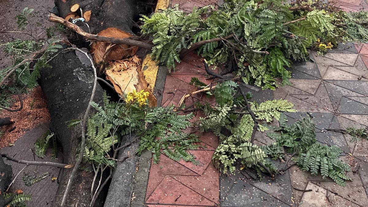 GHMC fells trees in Kondapur in violation of orders by tree protection committee