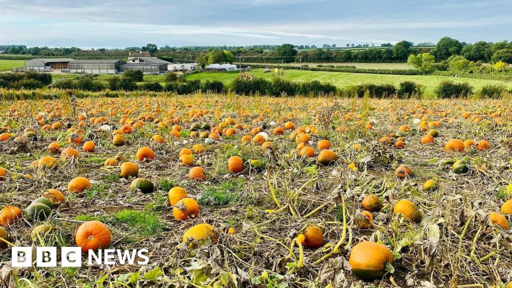 Great Dalby family farm's 'huge relief' to see pumpkins