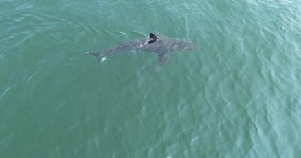 Great white sharks are going north. Here's what the numbers say