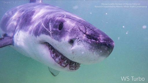 Great white sharks head north, following seals and alarming beachgoers