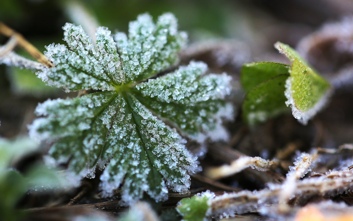 Here's when to expect the first frost in your area of New England this fall - The Boston Globe