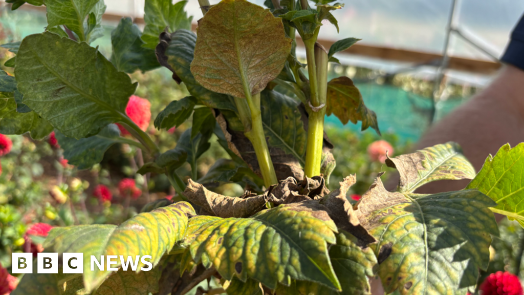 Horticulturalists report 'explosion' of flower-eating pests in hot weather