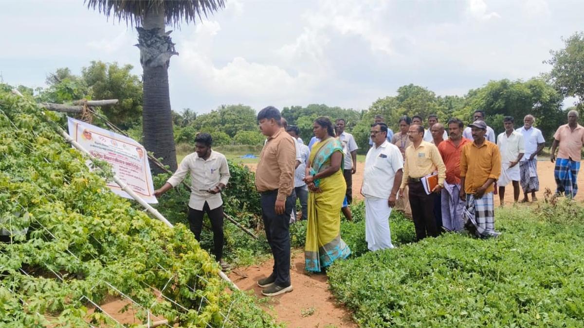 Horticulture Department to give a push to vegetable cultivation under NADP in Tirukkadaiyur