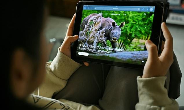 How did an Indian zoo get the world's most endangered great ape?