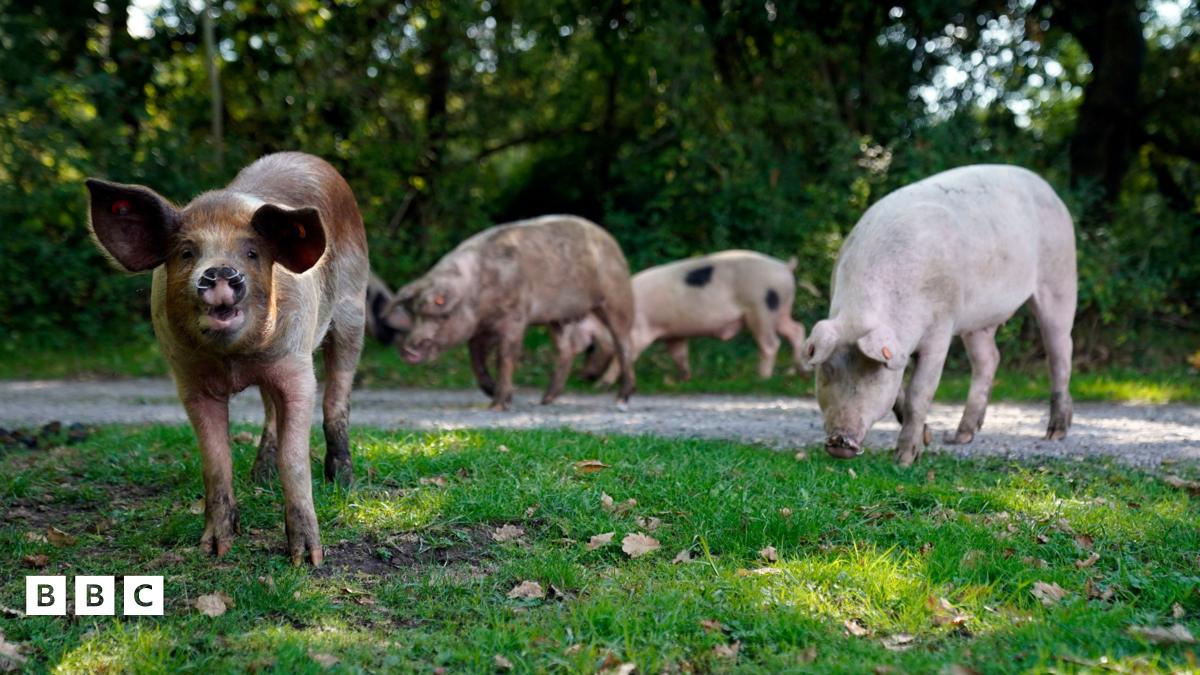 How pigs help ponies in pannage season
