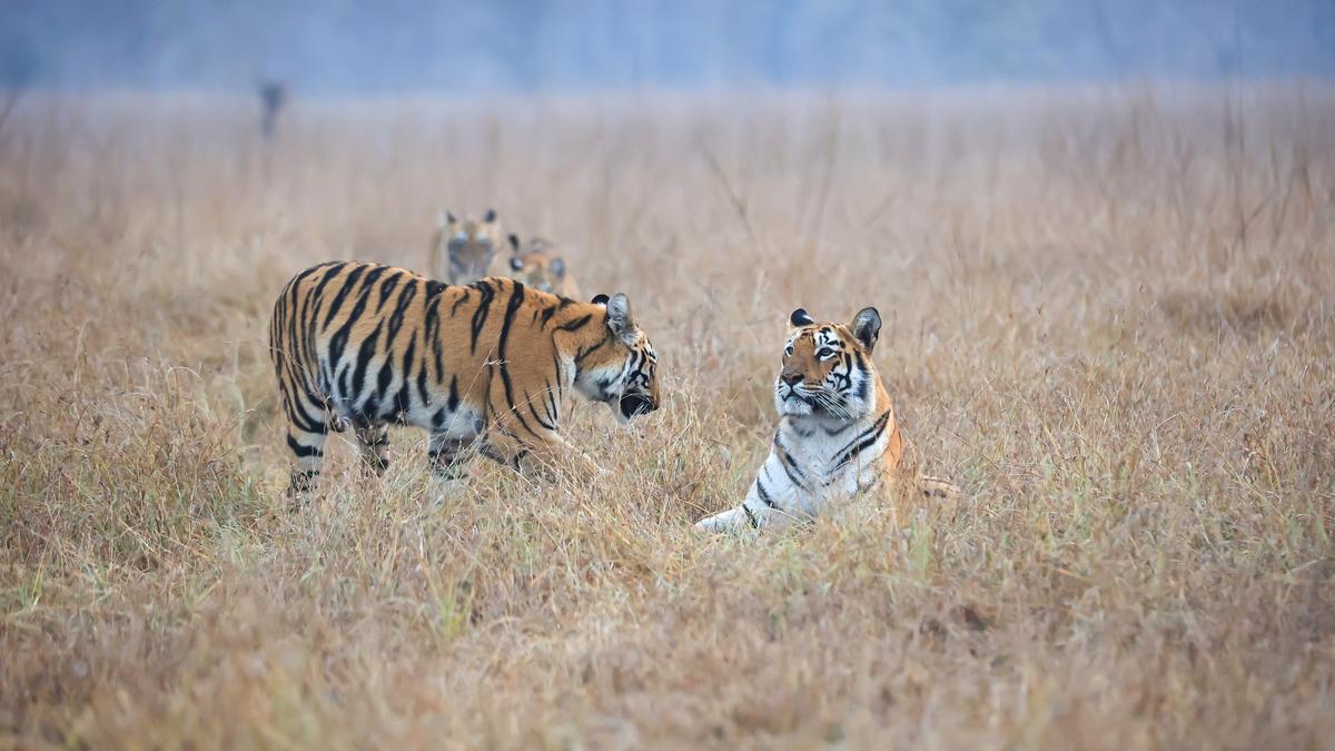 Human-wildlife conflict escalates in Chandrapur as five more fall victim to big cats